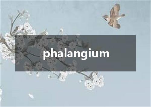 phalangium是什么意思