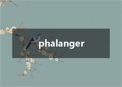 phalanger是什么意思