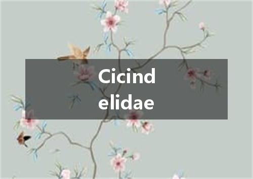 Cicindelidae是什么意思