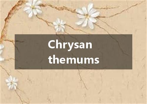 Chrysanthemums是什么意思