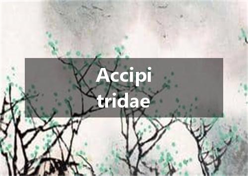 Accipitridae是什么意思