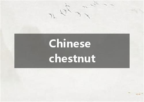 Chinese chestnut是什么意思