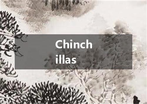 Chinchillas是什么意思