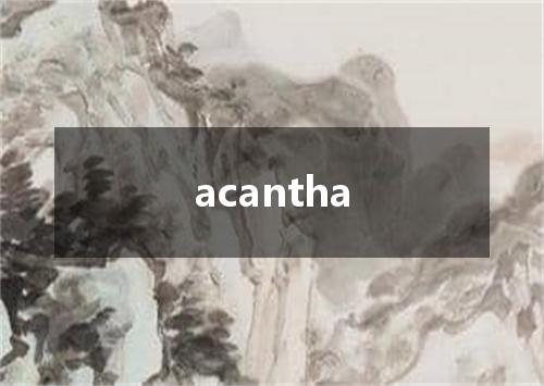 acantha是什么意思
