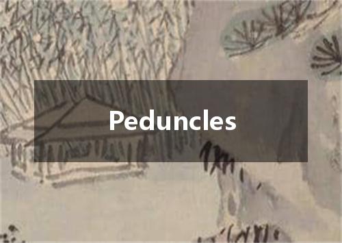 Peduncles是什么意思