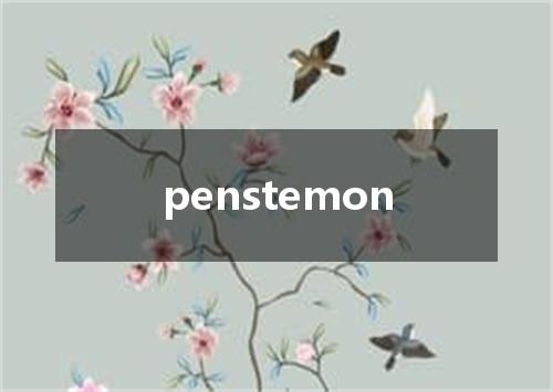 penstemon是什么意思