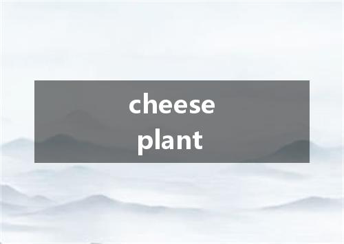 cheese plant是什么意思