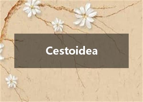 Cestoidea是什么意思
