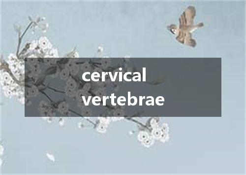 cervical vertebrae是什么意思