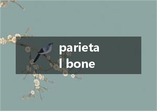 parietal bone是什么意思