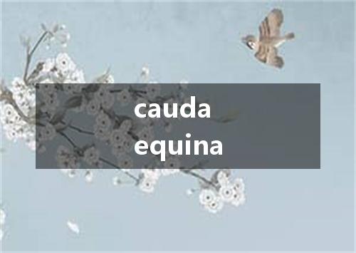 cauda equina是什么意思