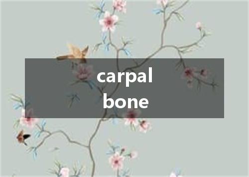 carpal bone是什么意思
