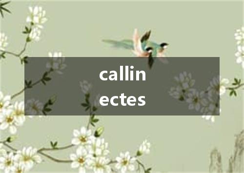 callinectes是什么意思