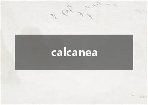 calcanea是什么意思