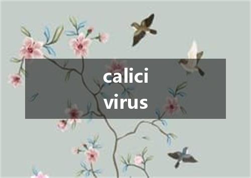 calicivirus是什么意思