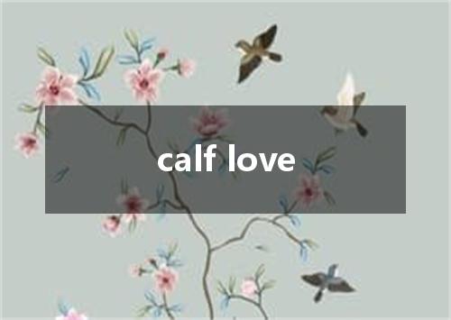 calf love是什么意思
