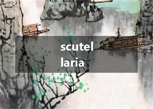 scutellaria是什么意思