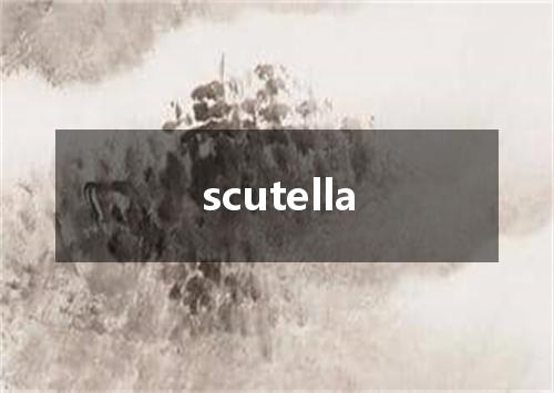 scutella是什么意思