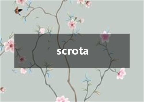 scrota是什么意思