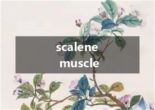 scalene muscle是什么意思