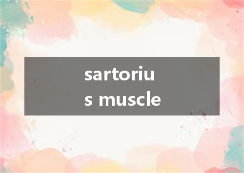 sartorius muscle是什么意思