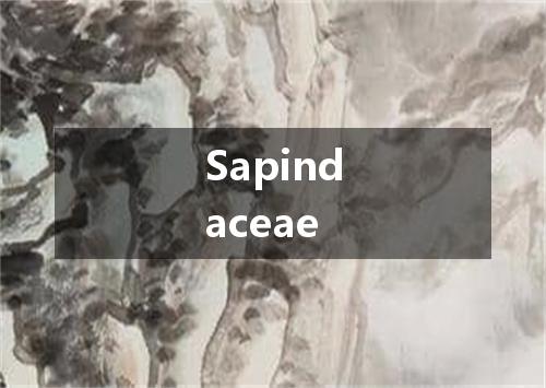 Sapindaceae是什么意思