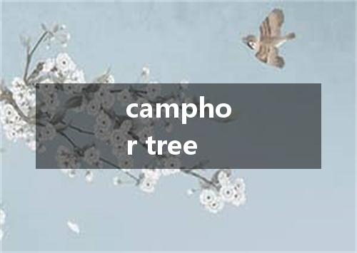 camphor tree是什么意思