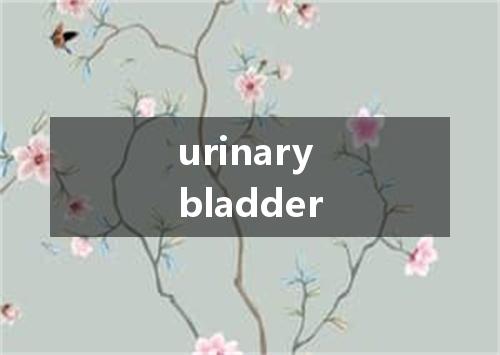 urinary bladder是什么意思