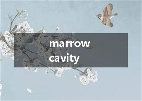 marrow cavity是什么意思