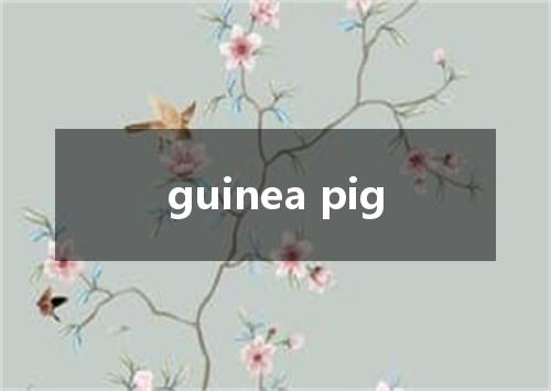 guinea pig是什么意思