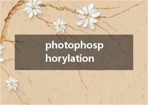photophosphorylation是什么意思