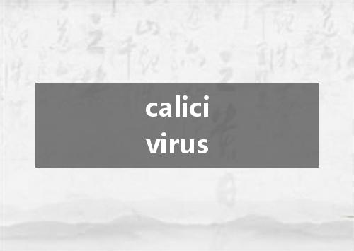 calicivirus是什么意思