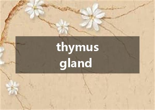 thymus gland是什么意思