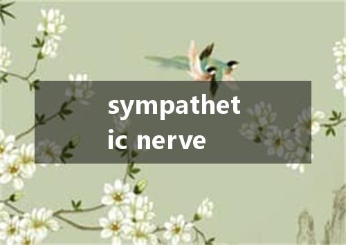 sympathetic nerve是什么意思