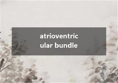 atrioventricular bundle是什么意思