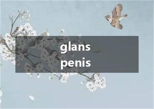 glans penis是什么意思