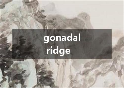 gonadal ridge是什么意思