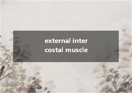 external intercostal muscle是什么意思