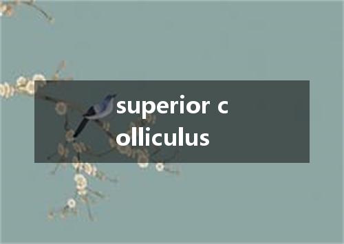 superior colliculus是什么意思
