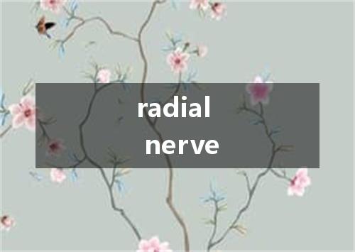 radial nerve是什么意思
