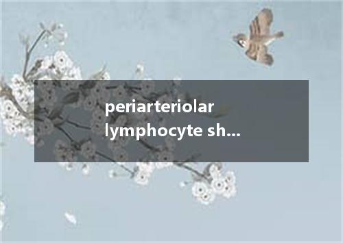 periarteriolar lymphocyte sheaths是什么意思