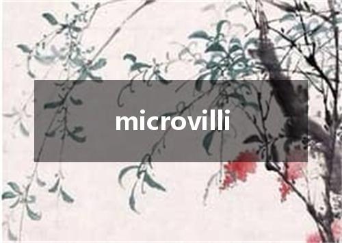 microvilli是什么意思