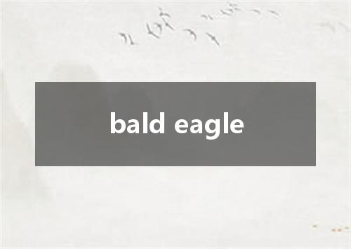 bald eagle是什么意思