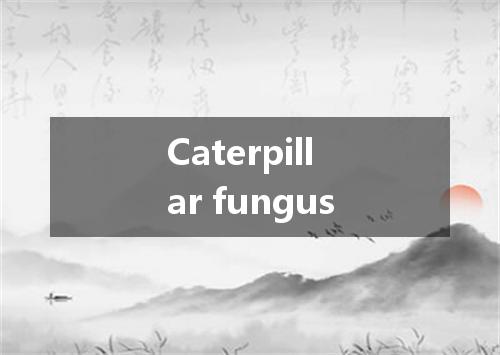 Caterpillar fungus是什么意思