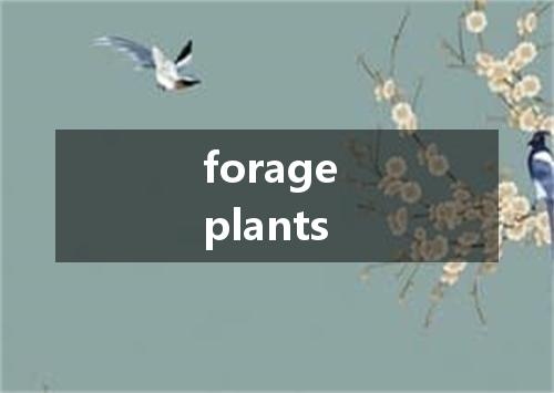forage plants是什么意思
