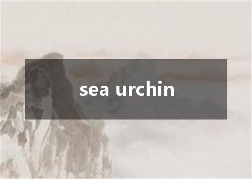 sea urchin是什么意思