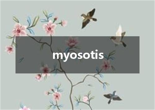 myosotis是什么意思