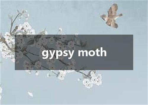 gypsy moth是什么意思