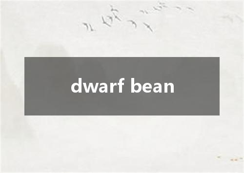 dwarf bean是什么意思