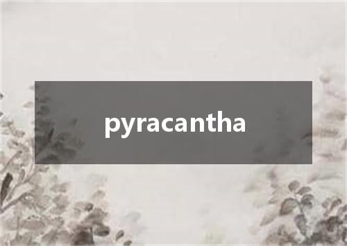 pyracantha是什么意思
